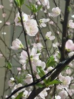 nhà chung cư chính chủ cần bán