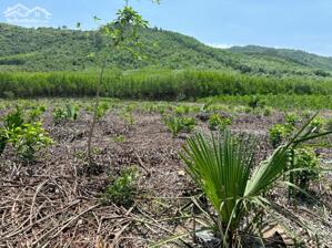 Chính chủ cần bán rẻ lô đất Thôn Tân Bình, Ninh Bình, Thị Xã Ninh Hoà