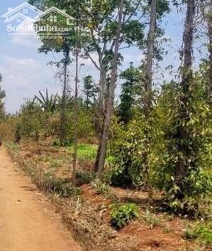 Đất Bàu Chinh có 17m mặt tiền đường bê tông, đất đỏ bằng đẹp