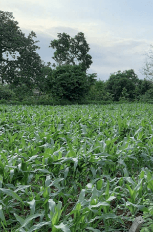 Đất Kim Long, huyện Châu Đức, BRVT có 100m² thổ cư.