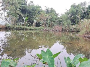 ôi đất đẹp quá mà với siêu phẩm nghỉ dưỡng lô đất khuôn viên nhà cửa ao cá vườn cây ăn quả