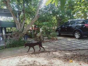 cho thuê nhà nguyên căn, có gác, có sân để ô tô, gần chợ long toàn, tp bà rịa