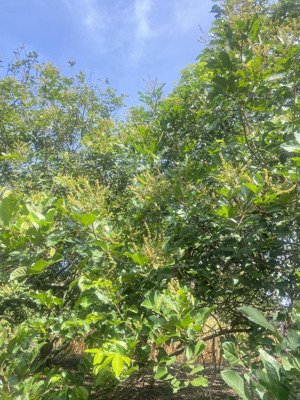 bán đất tại bình lộc - cây da, 2 tỷ, 3500m2, pháp lý đầy đủ