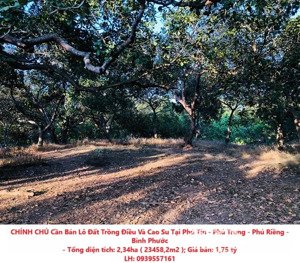 chính chủ cần bán lô đất trồng điều và cao su tại phú tín - phú trung - phú riềng - bình phước