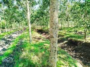 bán vườn cao su hơn 15 hecta tại long phước , bến cầu, tây ninh, 25,5 tỷ, 150000m2 tl chính chủ