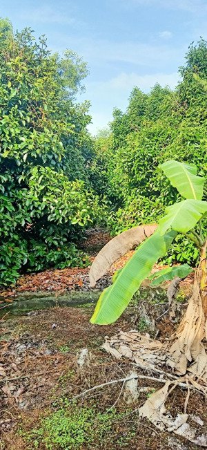 đất vườn măng cụt trồng 50 cây măng cụt