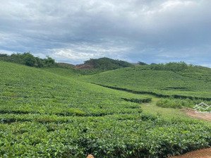 bán lô đất cây lâu năm, trồng full chè siêu đẹp