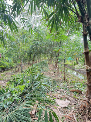 bán 9100m2 đất đang trồng măng tặng nhà ( thổ , vườn , lúa ) thuộc ấp 4 , hiệp thạnh , châu thành