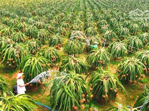 hàng hiếm tại hồng liêm, 2,2 tỷ, 12380m2, mặt tiền 230m