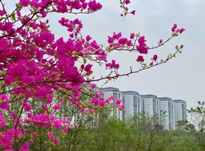 kiot thanh hà cienco5 giá đầu tư, vui lòng liên hệ 0995873333