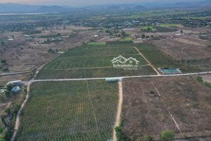 bán vườn thanh long ruột đỏ, thanh long tổ yến 42ha, xã hồng liêm, huyện hàm thuận bắc, bình thuận