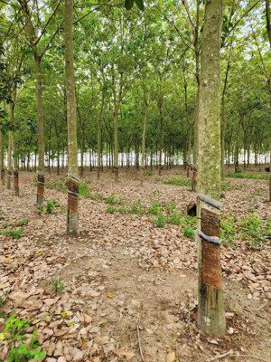 2,4hec cao su đẹp phường minh thành, tx. chơn thành