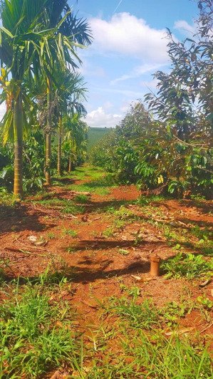 1 siêu phẩm cà phê xem sầu riêng nguồn thu khủng