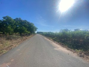 bán gấp ấp 5, tóc tiên, phú mỹ, bà rịa vũng tàu, 7,15 tỷ, 3567 m2
