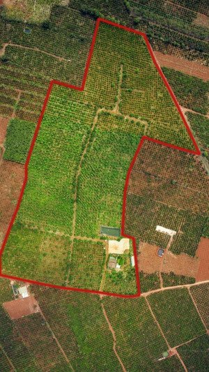 bán trang trại doanh thu 5 tỷ/năm trồng đủ cà phê - tiêu - sầu riêng