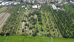 diện tích 10.199m2 vườn bưởi thái có 600m2 đất thổ cư, thích hợp làm vườn hệ sinh thái.