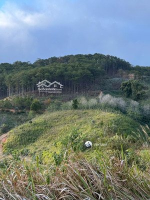đasar 4500m2 sổ riêng view rừng thông 360 độ, được phép xây nhà theo luật mới giá chỉ 2,5 tỷ