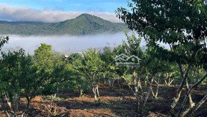 bán đất 37 hộ măng đen. quy hoạch thổ cư giá rẻ