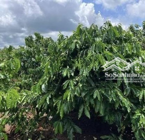 bán lô cà phê kinh doanh tại đường 673, xã ia nhin, chư păh, gia lai, 1,8 tỷ, 10000m2