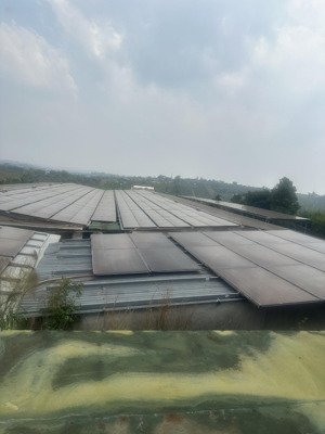 bán trại nuôi heo dt 21.000m2 ở đắk nông