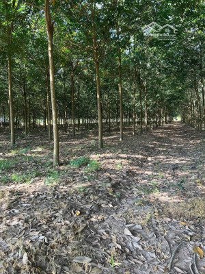 bán đất 42.000m2, 28 tỷ tại dh507, vĩnh hòa, phú giáo, bình dương