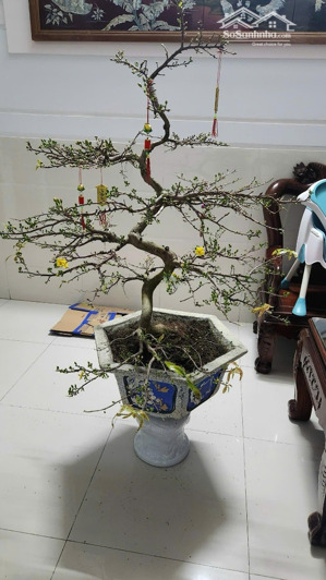 (chính chủ) bán nhà mặt tiền lê đại hành đống đa quy nhơn 64m2, 3 tầng