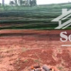 cơ hội đầu tư siêu hời đất đẹp tại mang yang, gia lai