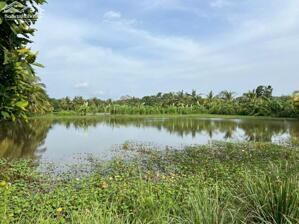 Cho thuê 24.000m² đất và ao để trồng cây nuôi cá hoặc làm mô hình sinh thái, có lối đi 4m xe hơi tới chỗ