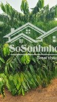 siêu phẩm cà phê thả đọt quy cách của brazil