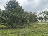 cần bán 17ha vườn sầu riêng - giá 5.5 tỷ/ha (thương lượng chính chủ) tại ea kênh - krông pắc