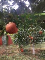 chính chủ cho thuê giá rẻ lâu dài trang trại tại xã liên sơn, lương sơn, hòa bình