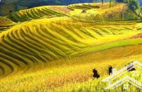 bán đất 300m2, giá cực chất tại cầu thia, nghĩa lộ, yên bái