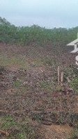 bán đất tại đồng tâm lạc thủy hòa bình