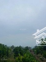 ra nhanh 3100m2 vườn mít trên đất có sẵn (5x40m) thổ cư cách chợ phú thuận 2,5km