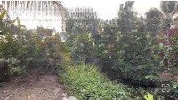 bán đất có nhà mtđ đt833 ấp bình hoà, bình lãng, tân trụ, long an, thích hợp xây nhà vườn