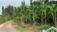 bán đất vườn sầu riêng đang cho thu hoạch mạnh