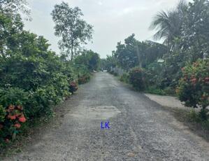  Bán vườn mít: 14.000m² (30m x 480m, thổ 300m²) Đường nhựa 3.5m, xã Láng Biển, H Tháp Mười. Đồng Tháp