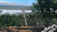 vườn mận duy nhất tại măng đen view săn mây đỉnh chóp 37 hộ giá lại rẻ