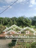 bán 3 sào vườn sầu riêng tại đông hoà trảng bom, giá chỉ 700 triệu/sào quá rẻ ạ