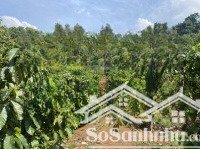 cần bán 1,5 ha cà phê, sầu riêng thu mạnh tại đăk nông