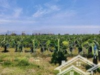 cần bán quỹ đất quy hoạch tmdv, mặt tiền đường hòn dồ, hàm cường, hàm thuận nam, bình thuận