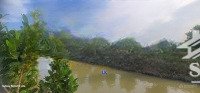 bán vườn mít, sầu riêng: 31.500m² (mặt tiền 30m, nở hậu) đường nhựa 3.5m, xã phương thịnh