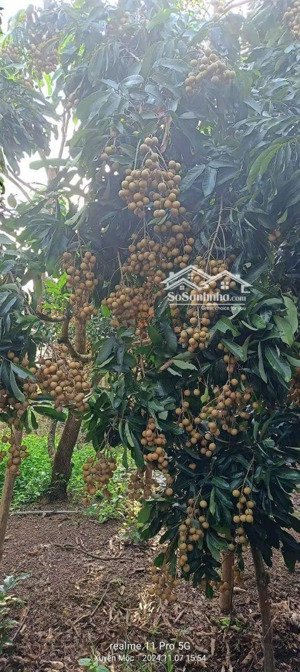vườn nhãn 3 năm tuổi thuộc xã hoà hội xuyên mộc brvt