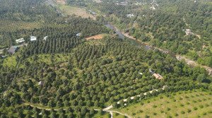 bán vườn sầu riêng 15000m2 view sông đạ hoai 300 cây thái năm thứ 6, đang thu mạnh.