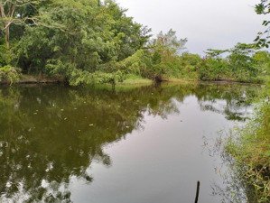 cho thuê đất vườn quốc lộ 50, p. đa phước, h. bình chánh giá 6 triệu 2000m2