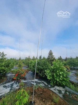bán trang trại, khu nghỉ dưỡng tại xuân phú, xuân lộc, đồng nai, giá cực chất 32 tỷ, 20500 m2