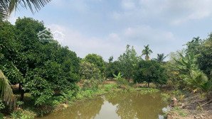 tin thật đất 3650m2 đất trồng cây công nghiệp giá rẻ hãy gọi ngay