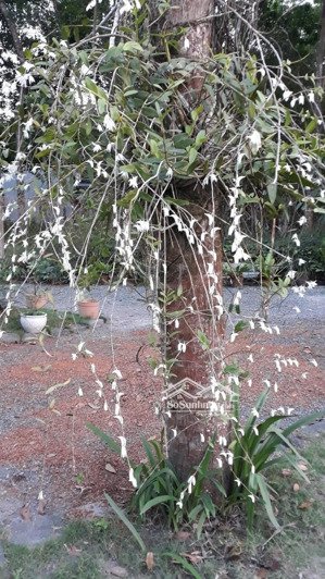 bán đất biệt thự vườn 3 mặt tiền