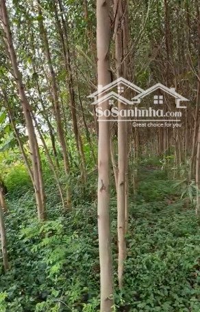 đất nền rộng 350000 m2 tọa lạc tại khánh thuận, u minh, cà mau. giá 11 tỷ. bao giá