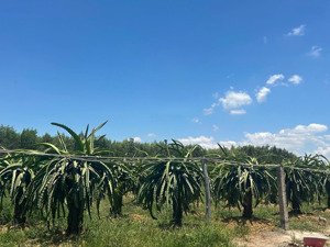 gần 1,6 mẫu lô góc view hồ, mt nguyễn minh châu tân tiến giá ngộp